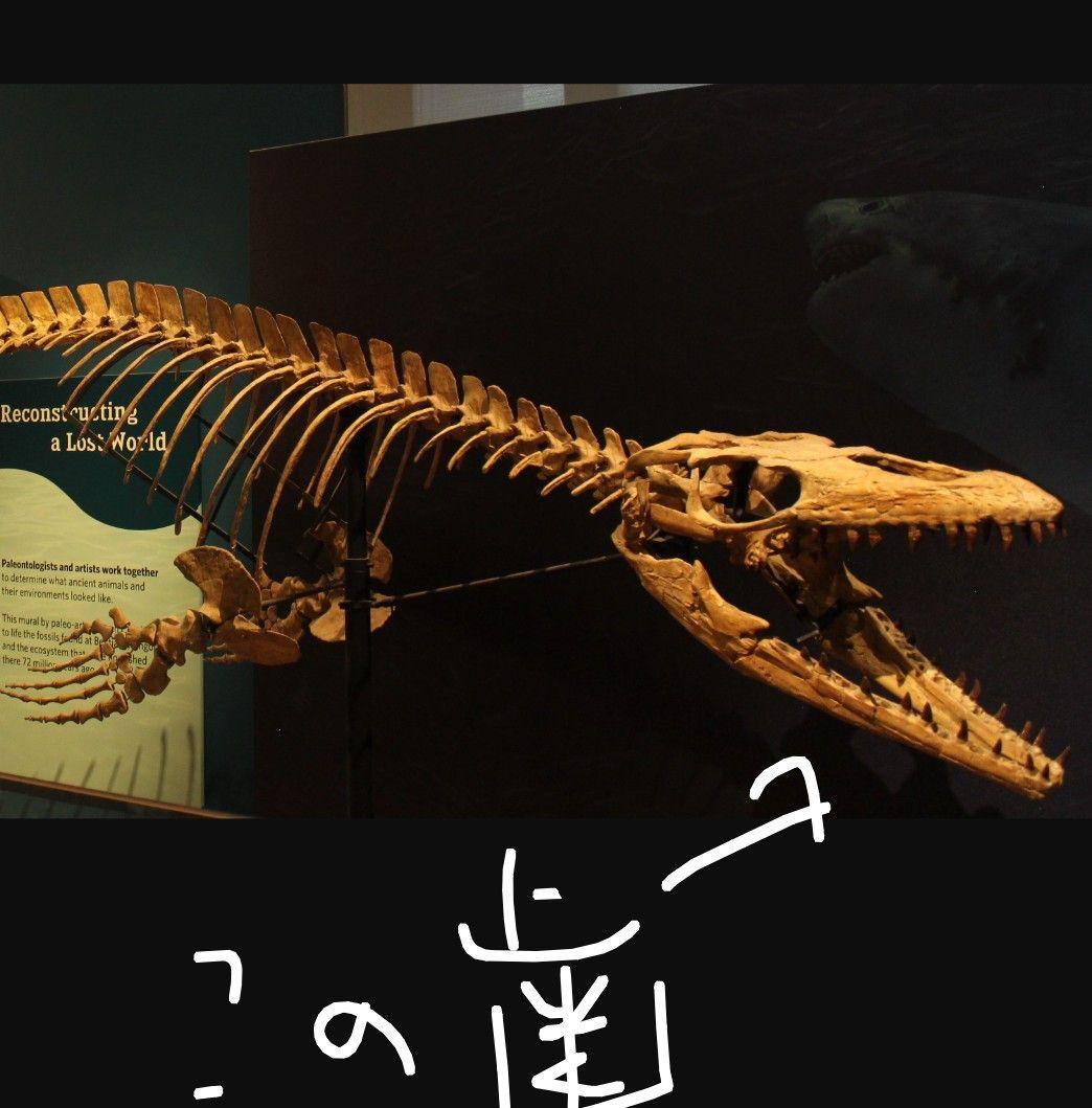 【本物美麗】恐竜の化石 モロッコ産モササウルス（プログナソドン）の歯