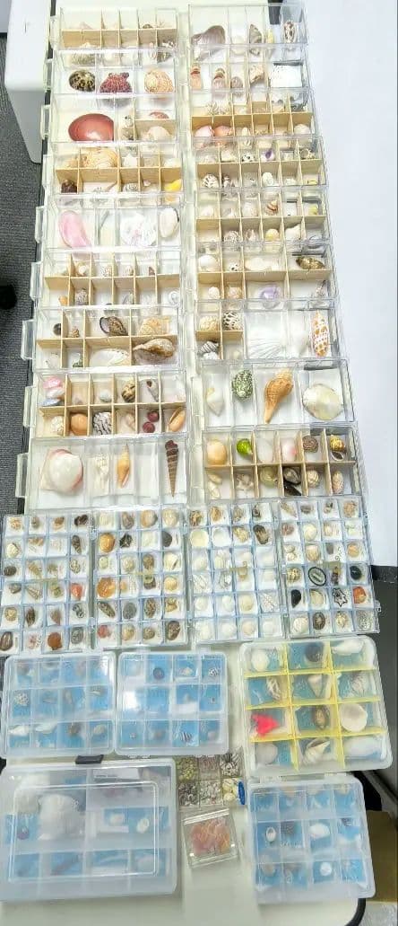 貝殻標本 貝殻 大量セット 海洋資料 研究材料