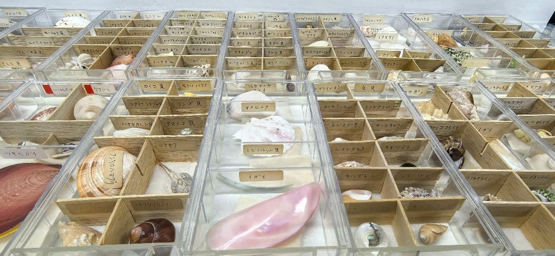 貝殻標本 貝殻 大量セット 海洋資料 研究材料