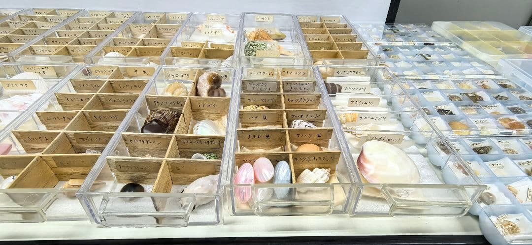 貝殻標本 貝殻 大量セット 海洋資料 研究材料