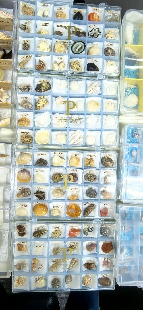 貝殻標本 貝殻 大量セット 海洋資料 研究材料