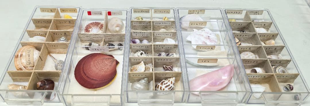 貝殻標本 貝殻 大量セット 海洋資料 研究材料