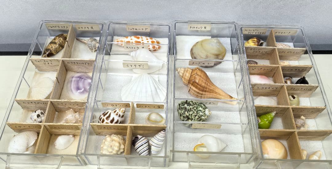 貝殻標本 貝殻 大量セット 海洋資料 研究材料