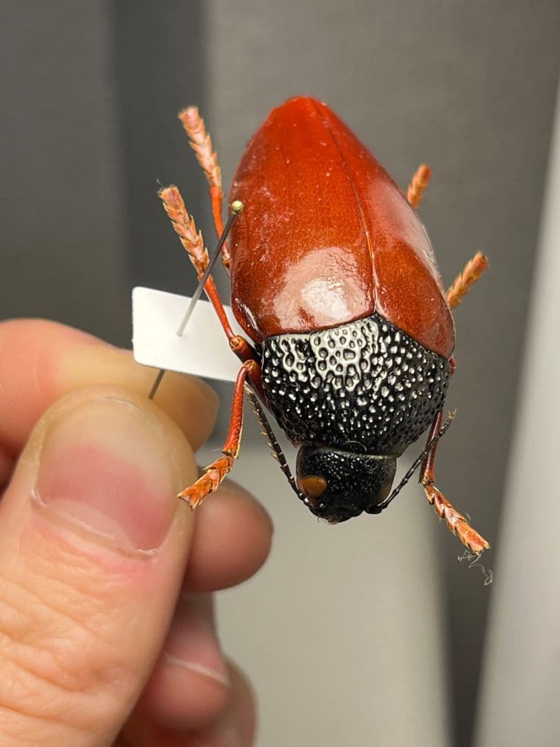 【49mm】チャイロフトタマムシ フトタマムシ スハンダエ プラチナコガネ 標本