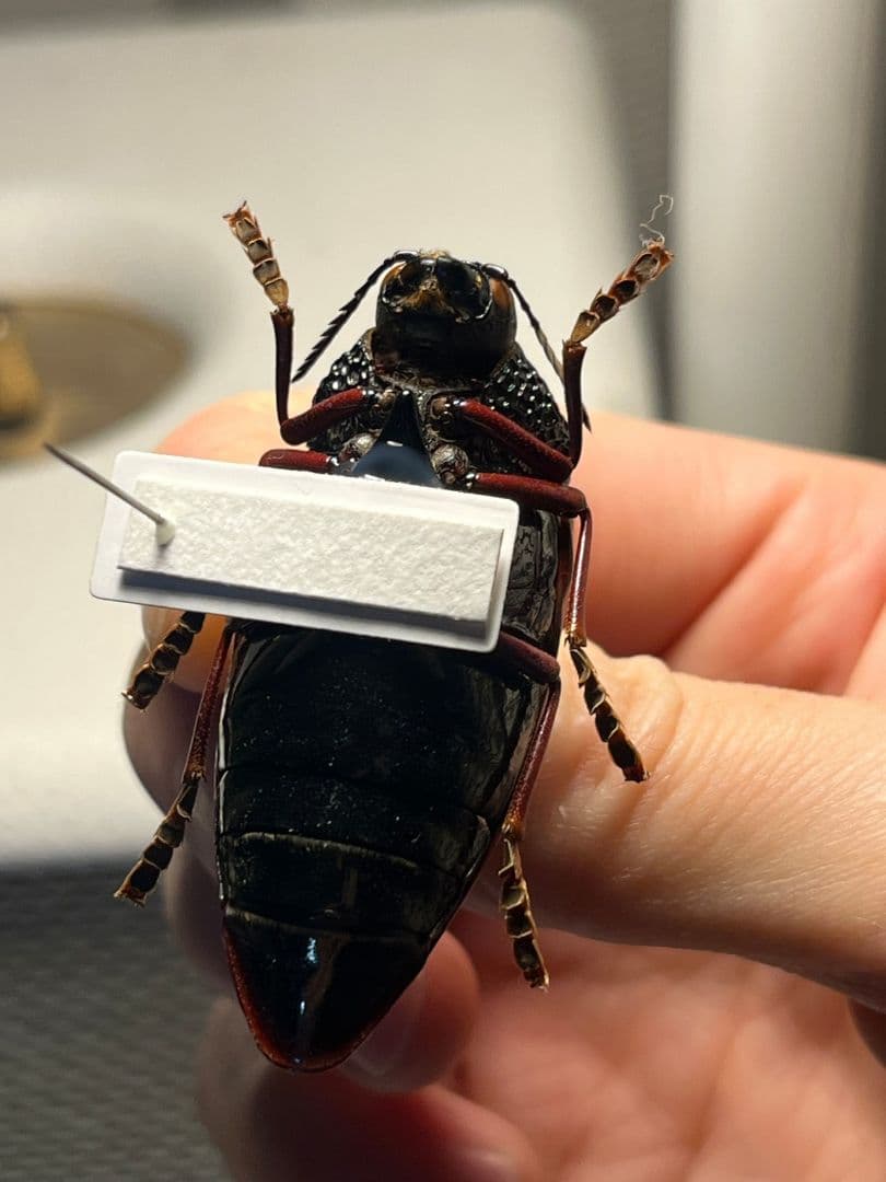 【49mm】チャイロフトタマムシ フトタマムシ スハンダエ プラチナコガネ 標本