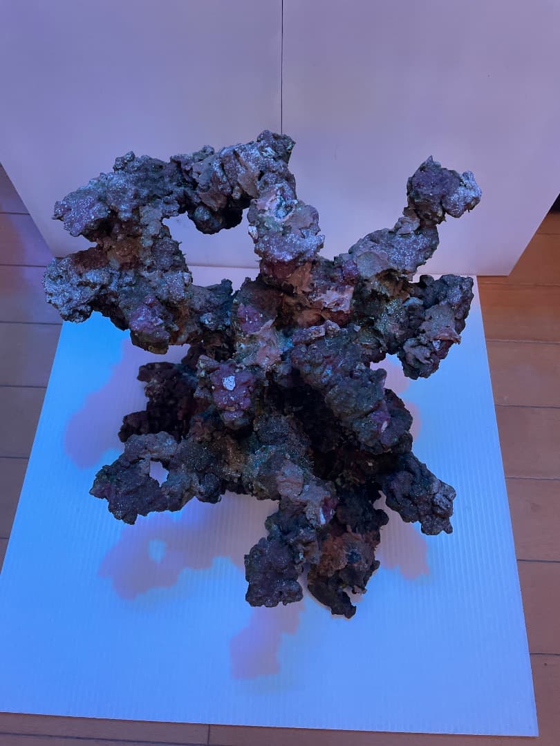 ライブロック　　マメデザイン