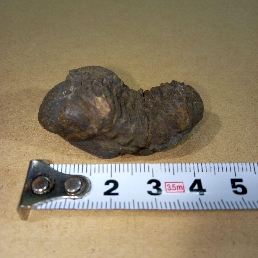 三葉虫　化石　三葉虫化石　究極のレトロ　fossil　ボリビア産　化石管理番号④