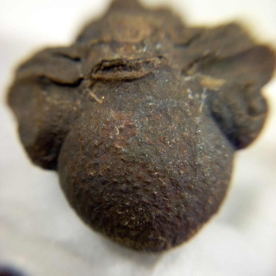 三葉虫　化石　三葉虫化石　究極のレトロ　fossil　ボリビア産　化石管理番号④