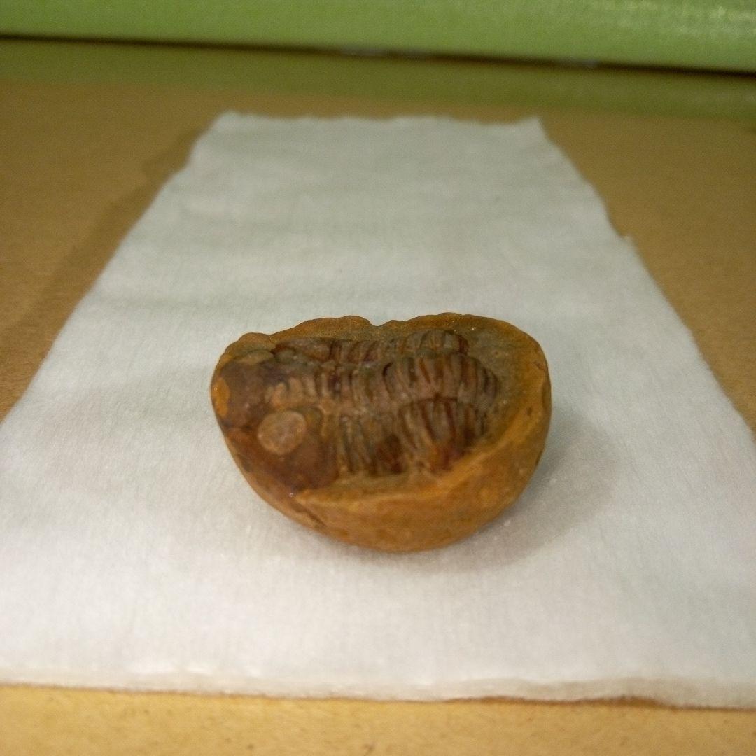 三葉虫　化石　三葉虫化石　究極のレトロ　fossil　ボリビア産　化石管理番号⑥