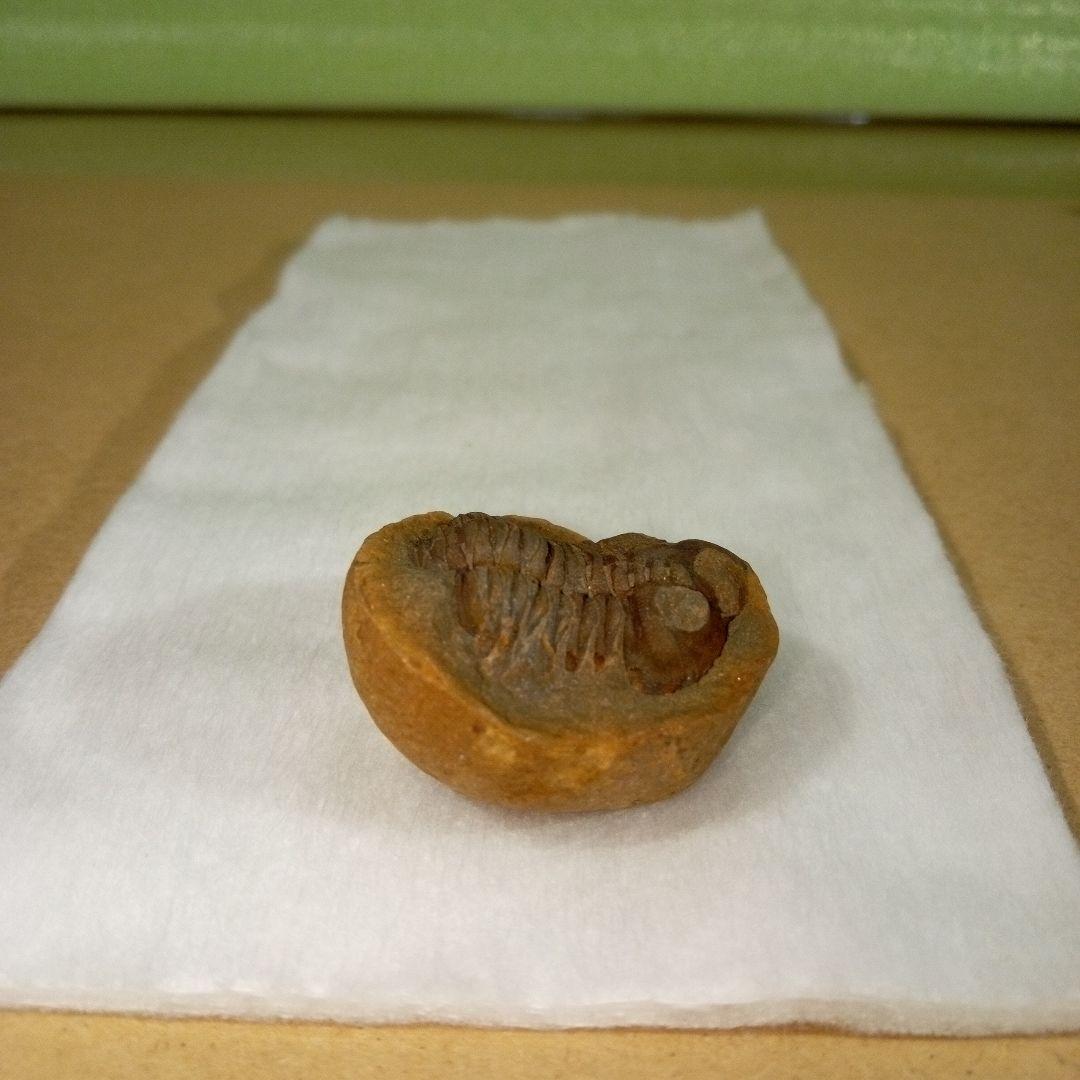 三葉虫　化石　三葉虫化石　究極のレトロ　fossil　ボリビア産　化石管理番号⑥