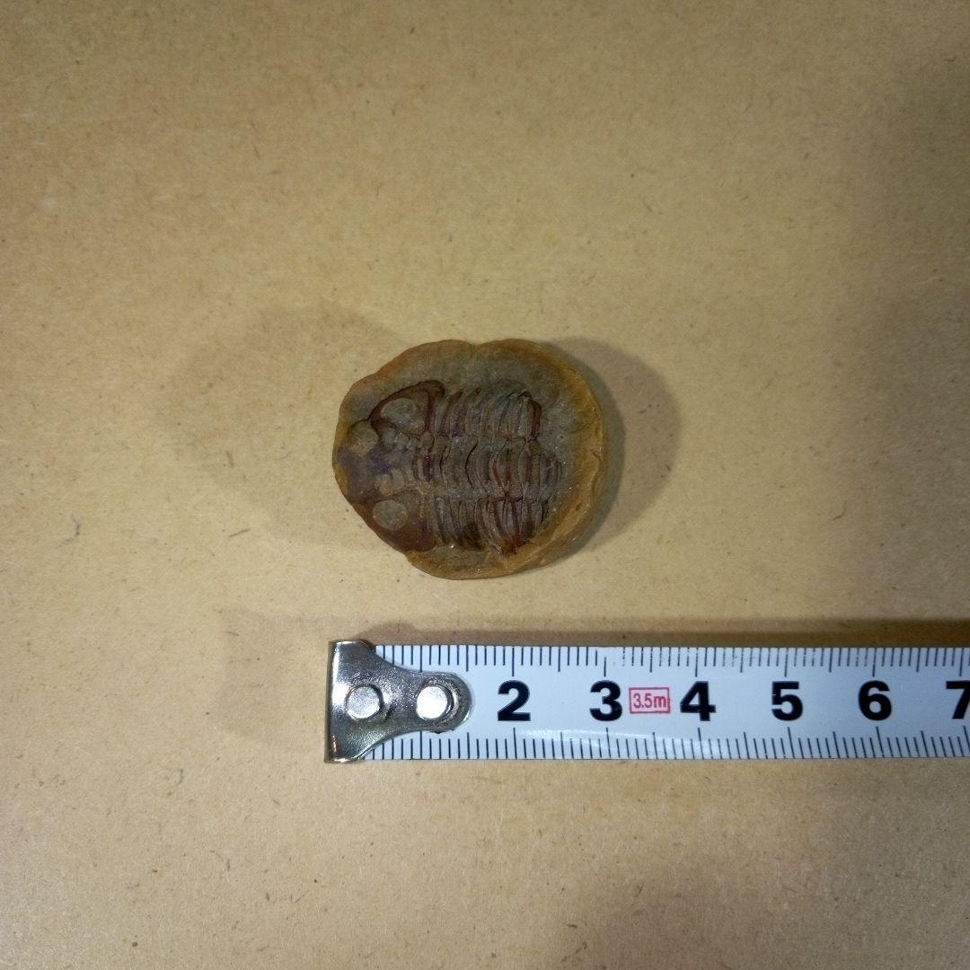 三葉虫　化石　三葉虫化石　究極のレトロ　fossil　ボリビア産　化石管理番号⑥