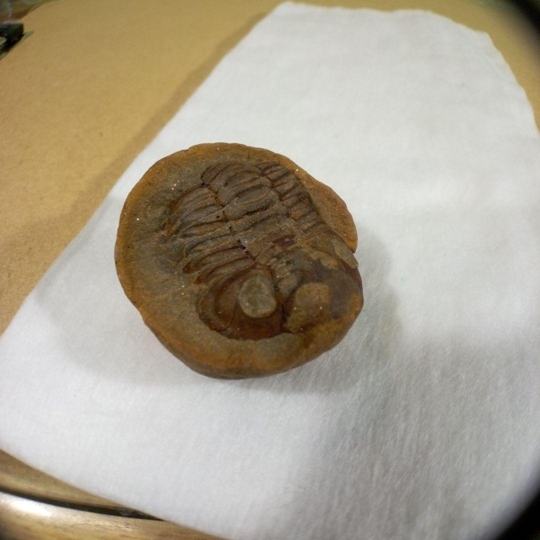 三葉虫　化石　三葉虫化石　究極のレトロ　fossil　ボリビア産　化石管理番号⑥