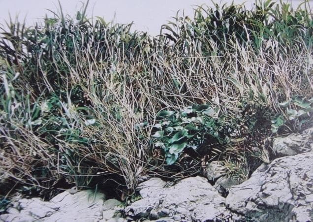 鴫剛、【GRASSY PLACE / SEASIDE】、希少画集・額装画