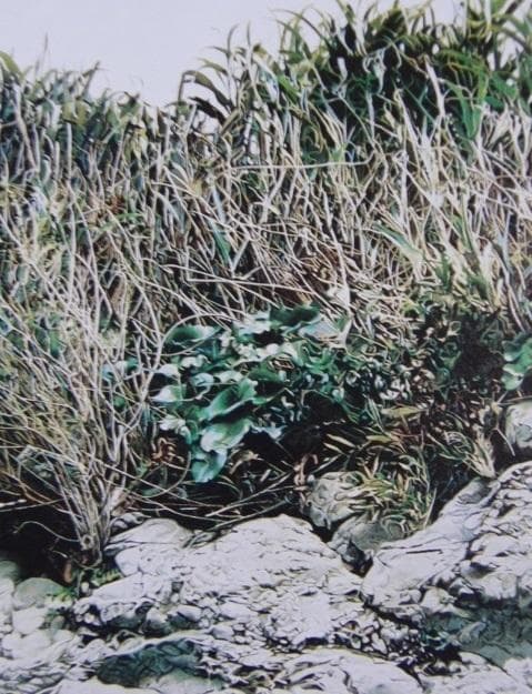 鴫剛、【GRASSY PLACE / SEASIDE】、希少画集・額装画