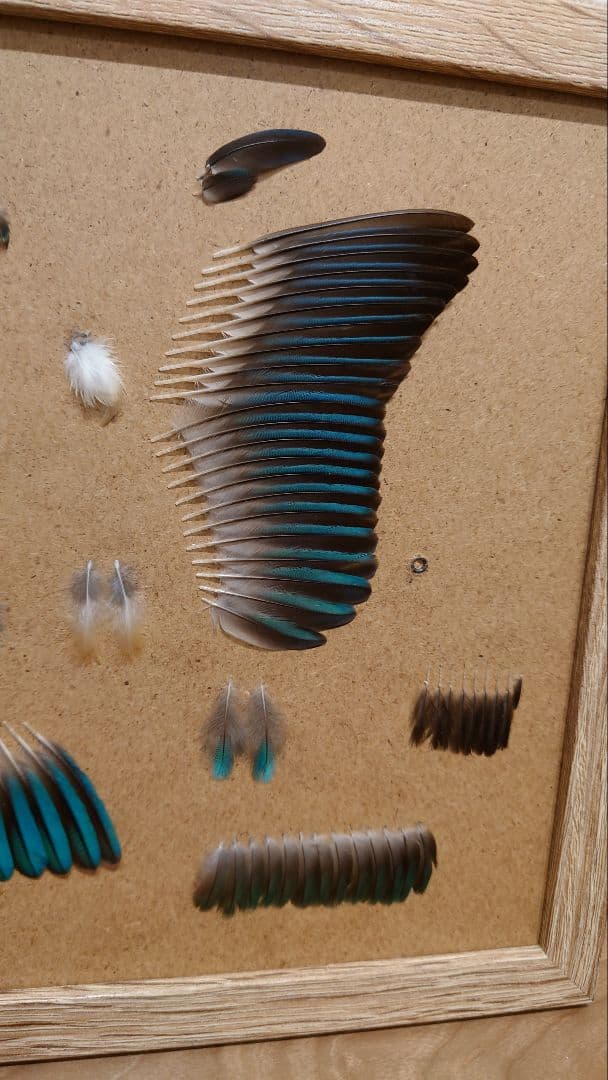 カワセミの羽標本