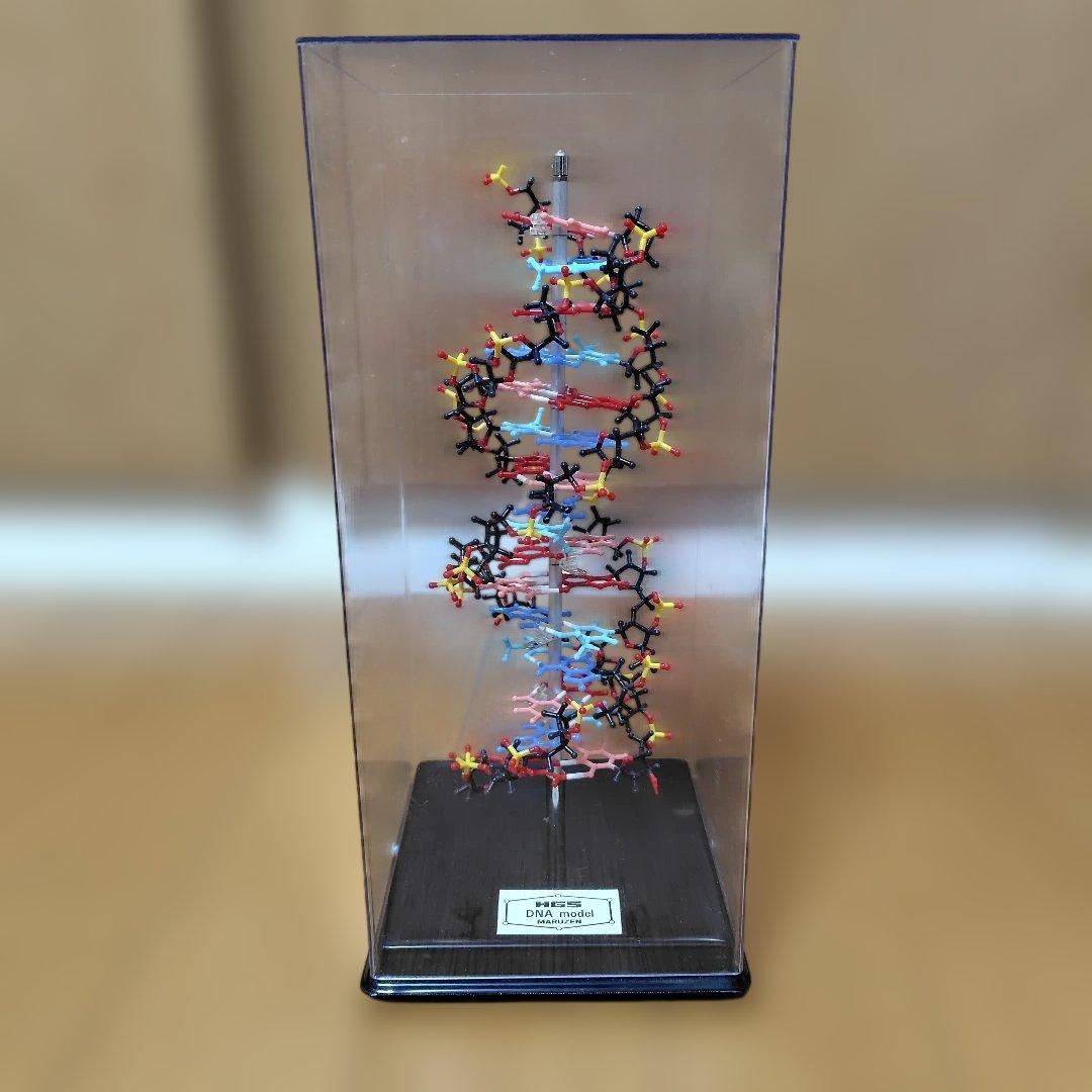 HGS DNA model MARUZEN　二重螺旋モデル　丸善