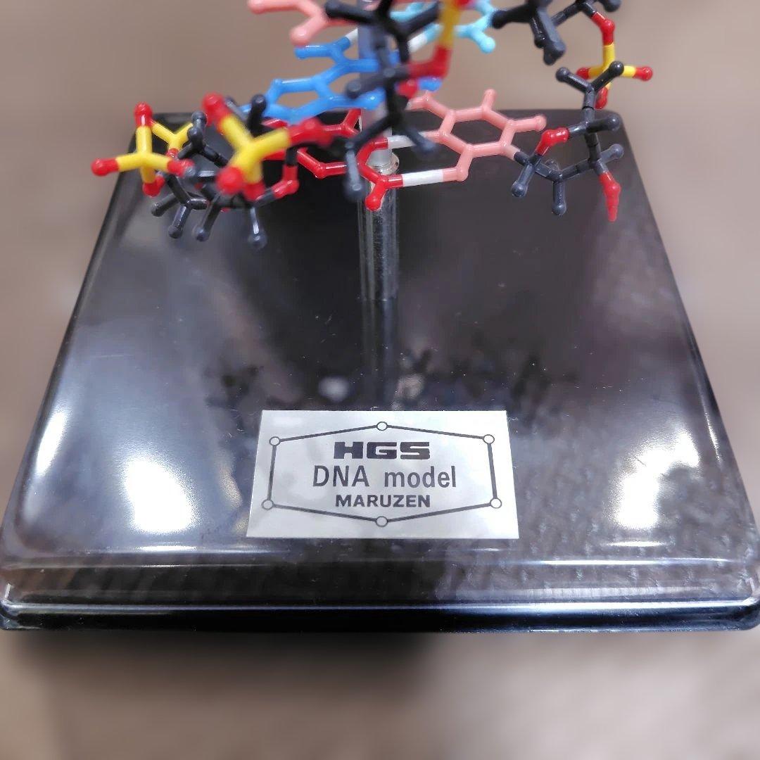 HGS DNA model MARUZEN　二重螺旋モデル　丸善