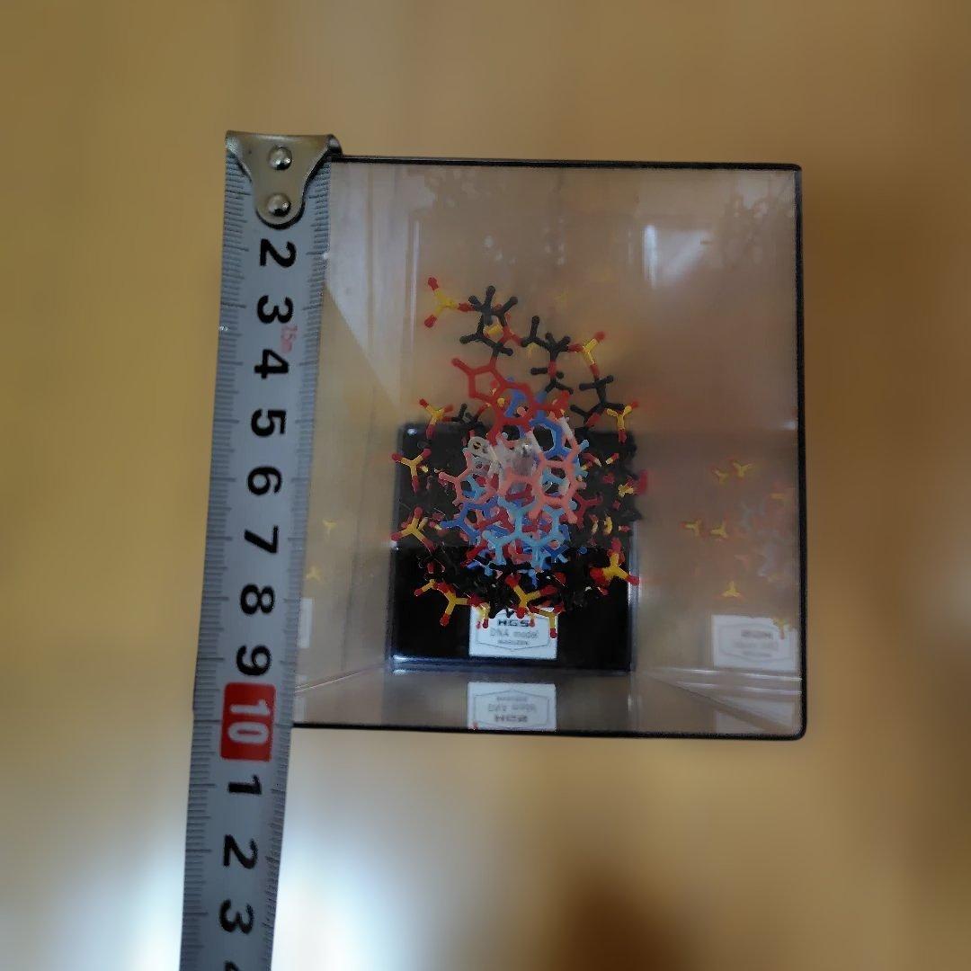 HGS DNA model MARUZEN　二重螺旋モデル　丸善