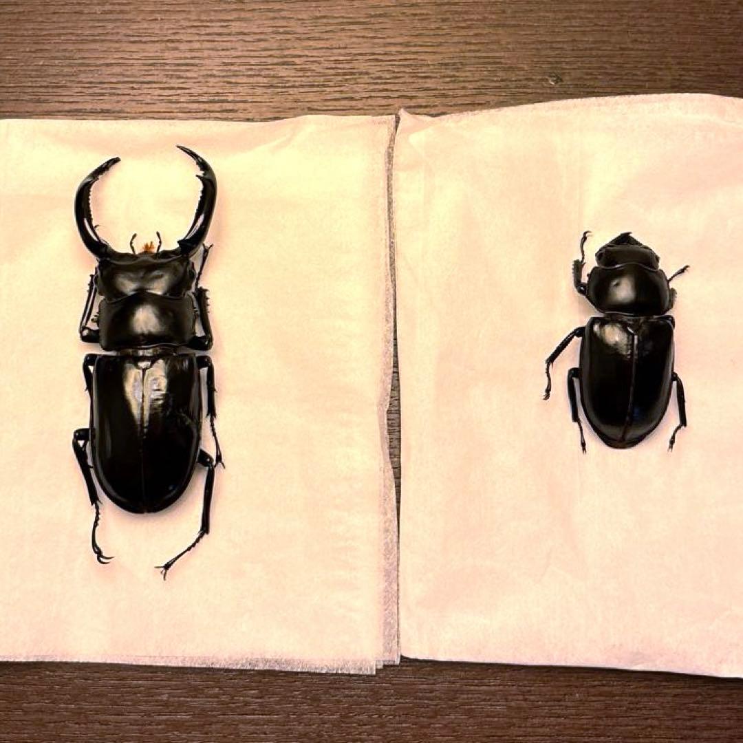 ウエストウッディオオシカクワガタ　ペア標本