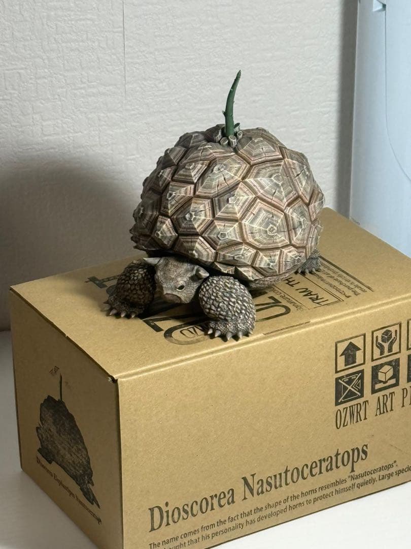 新品　ozwrt Dioscorea Nasutoceratops