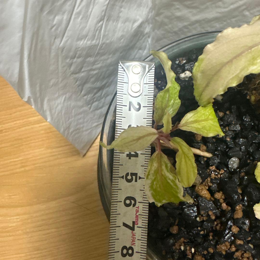 Bucephalandra sp. ピンクバリエガータ