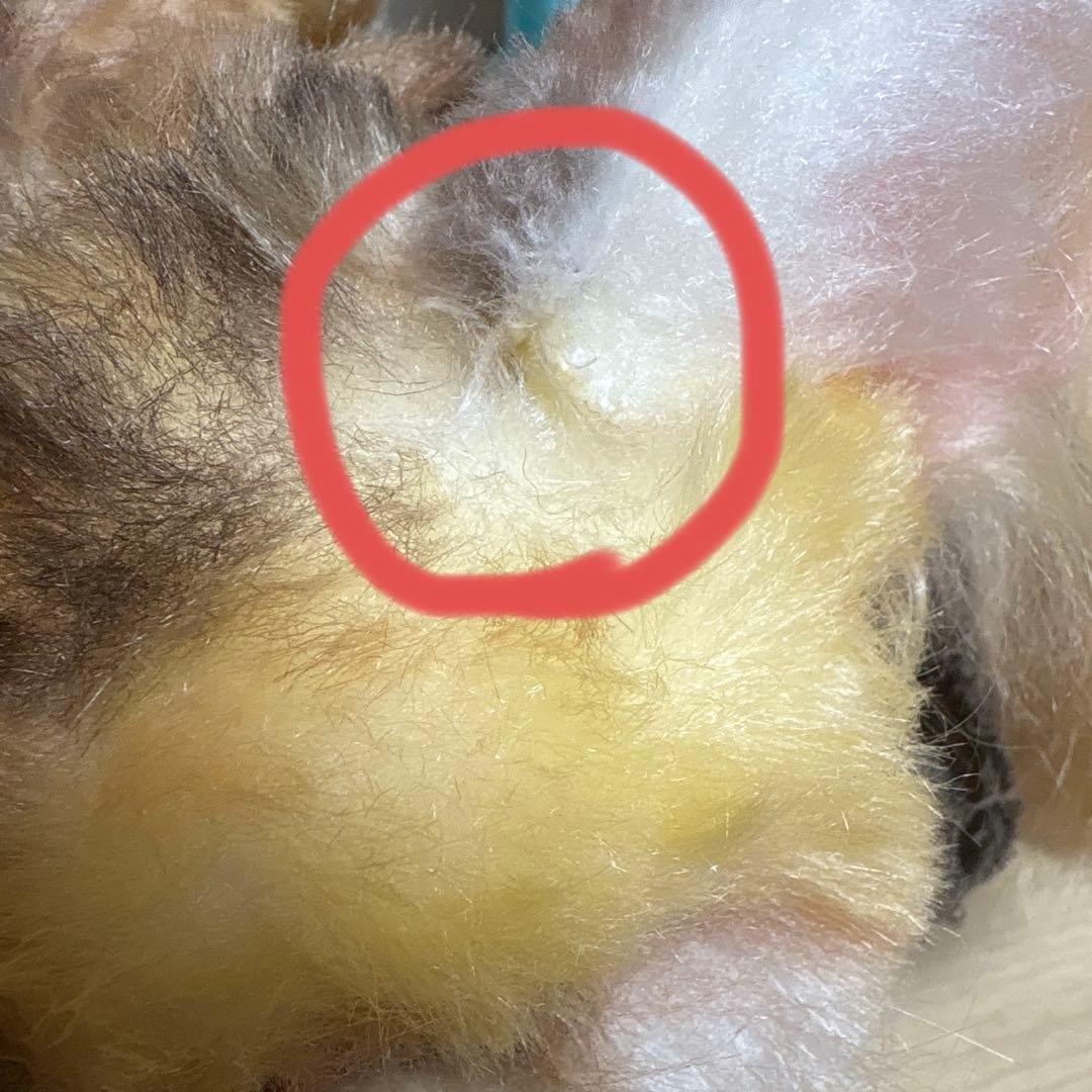 最終値下げ 作家 アートドール フェネコ ぬいぐるみ