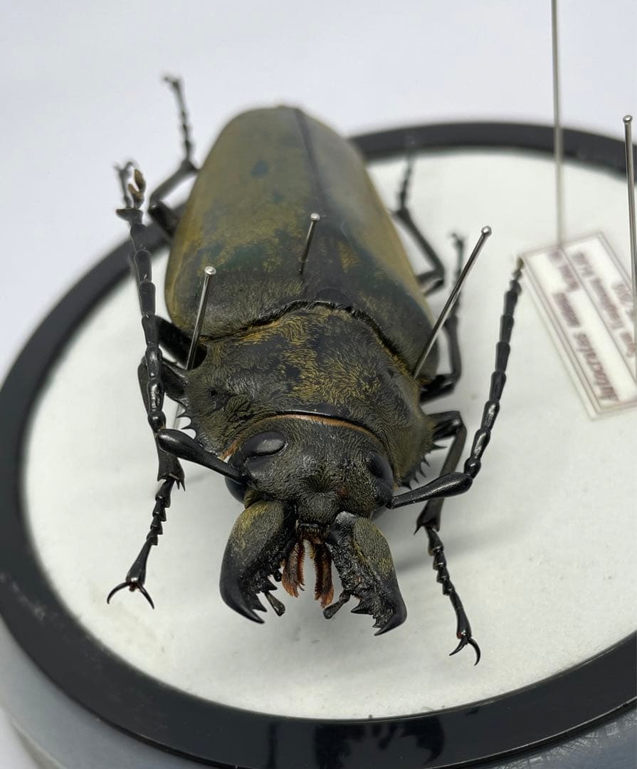 標本　クワガタモドキ　ラオス産　72㎜