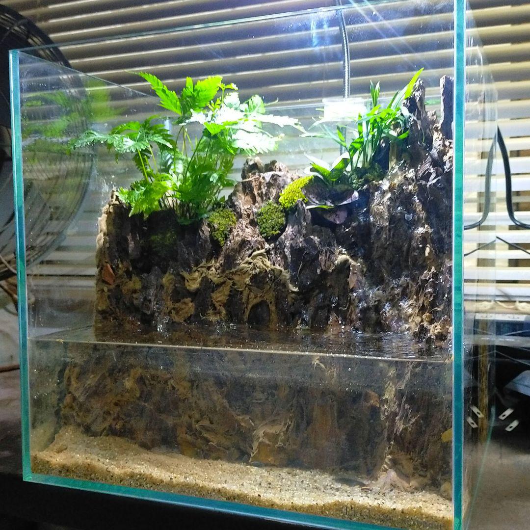 滝の流れるアクアテラリウム　イモリウム　No.1139