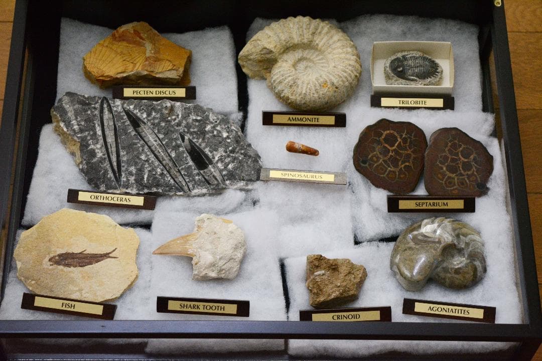 大型化石 10点 (大型ガラスケース・認定証付き)