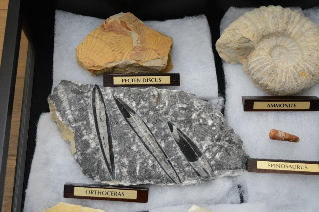 大型化石 10点 (大型ガラスケース・認定証付き)