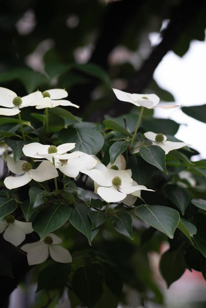 良品！中望遠の決定版！Leica Tele-Elmar 135mm F4