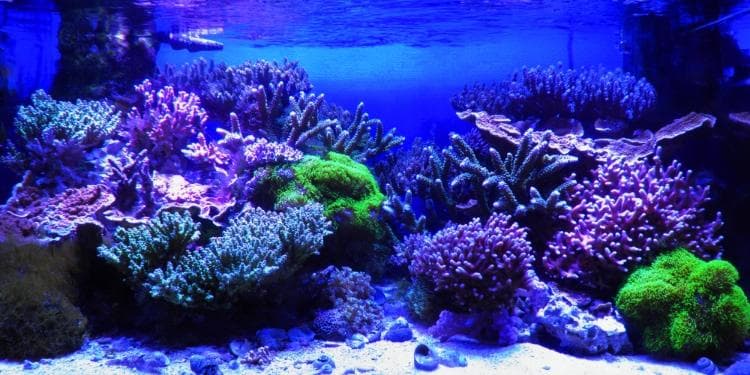 30,000K サンゴ育成・海水魚飼育用フルスペクトルLED