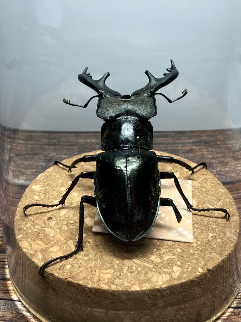 【Glass Beetleミヤマクワガタ標本 GB-005】