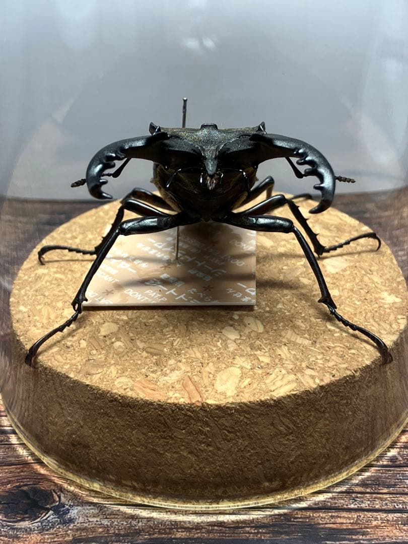 【Glass Beetleミヤマクワガタ標本 GB-005】