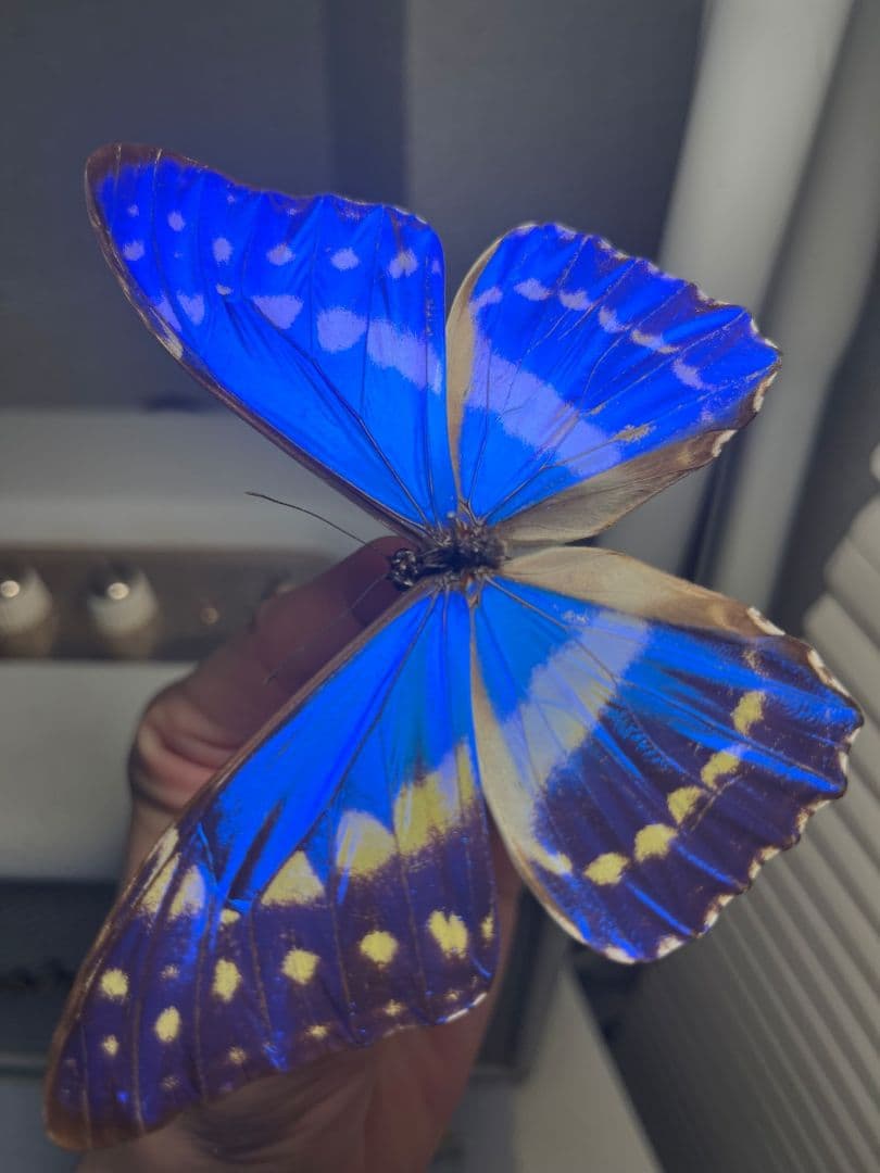 キプリスモルフォ レテノールモルフォ蝶 蛾ピカソモスモルフォチョウMorpho