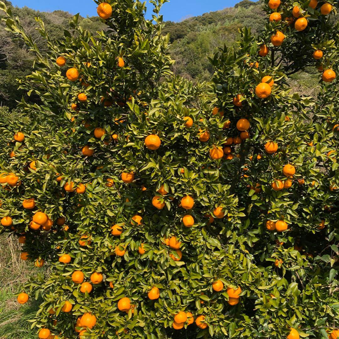 愛媛産 無添加 100%ストレートみかんジュース＆ポンカンジュース 12本セット