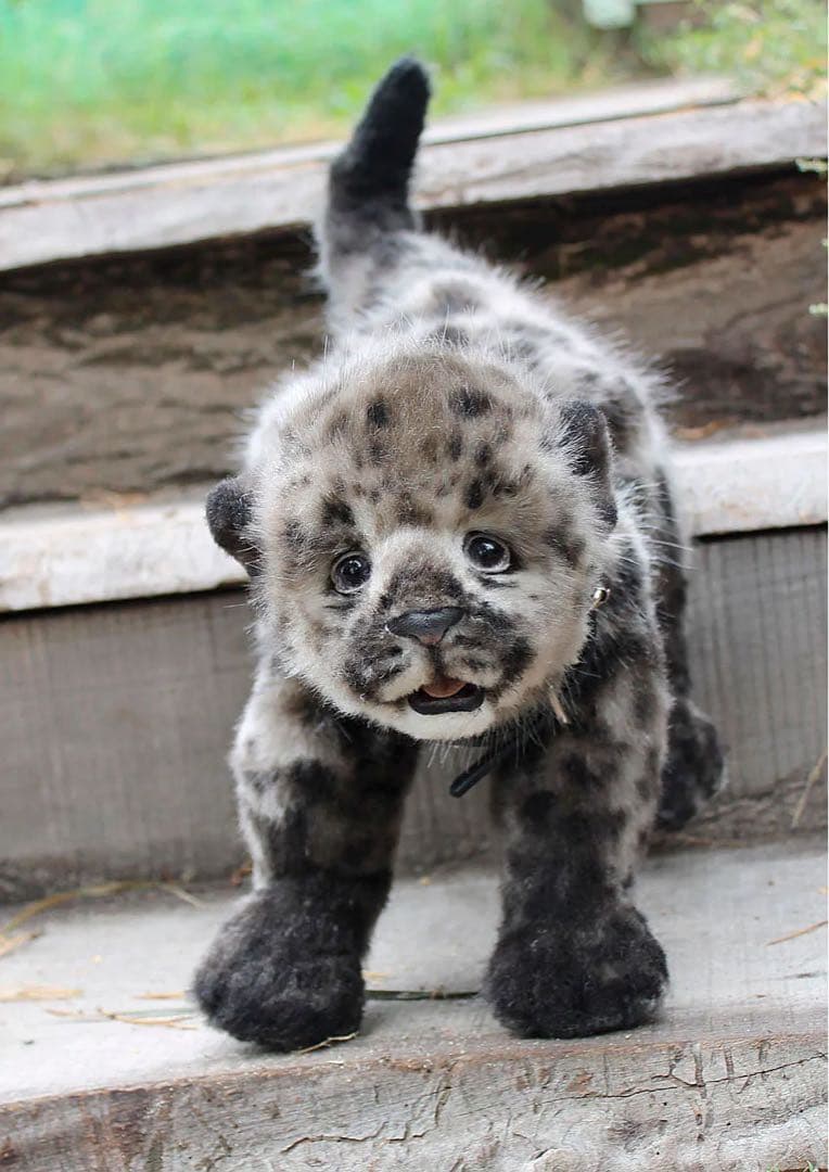 海外作家様作　アートドール　黒ヒョウの赤ちゃん