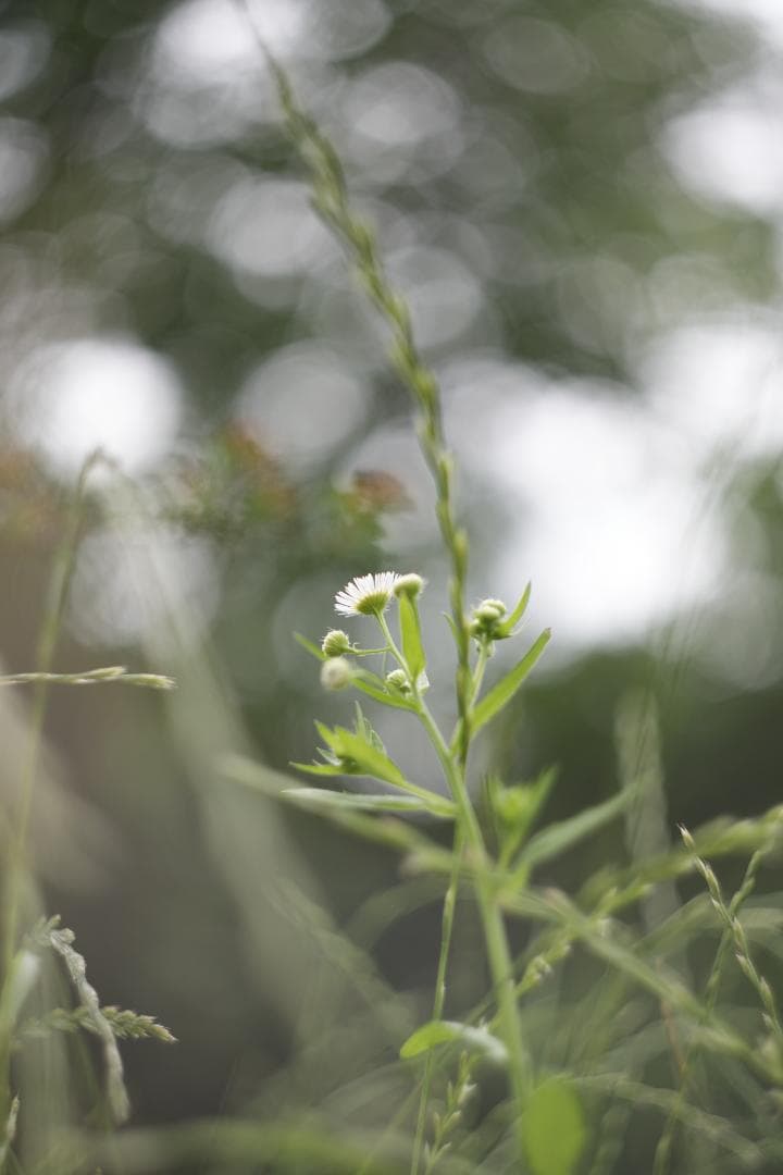 Helios44-2 58mm f2 M42 Zeissの銘玉Biotarコピー