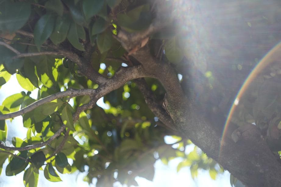 Helios44-2 58mm f2 M42 Zeissの銘玉Biotarコピー