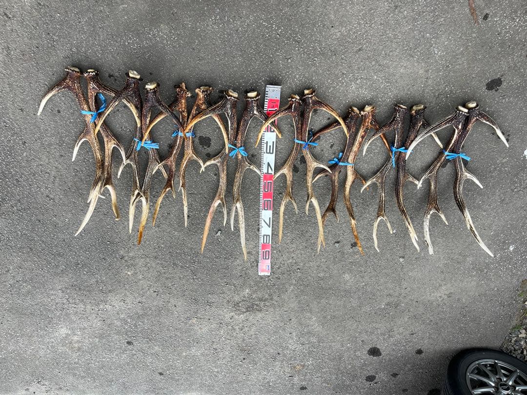 エゾシカのツノ　1