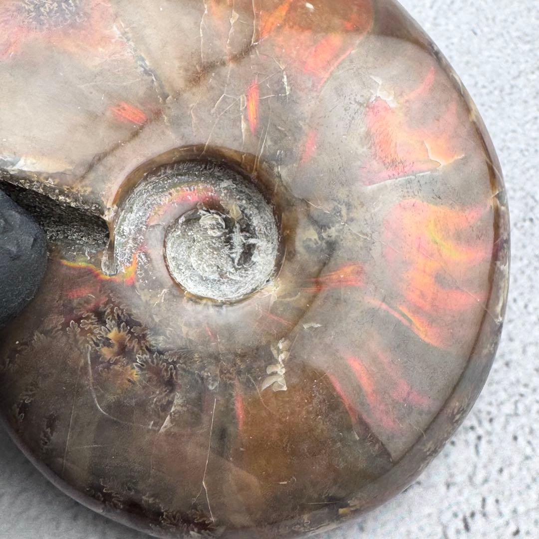 G-80天然アンモナイト原石　ファイアアンモナイト化石 天然石　コレクション標本