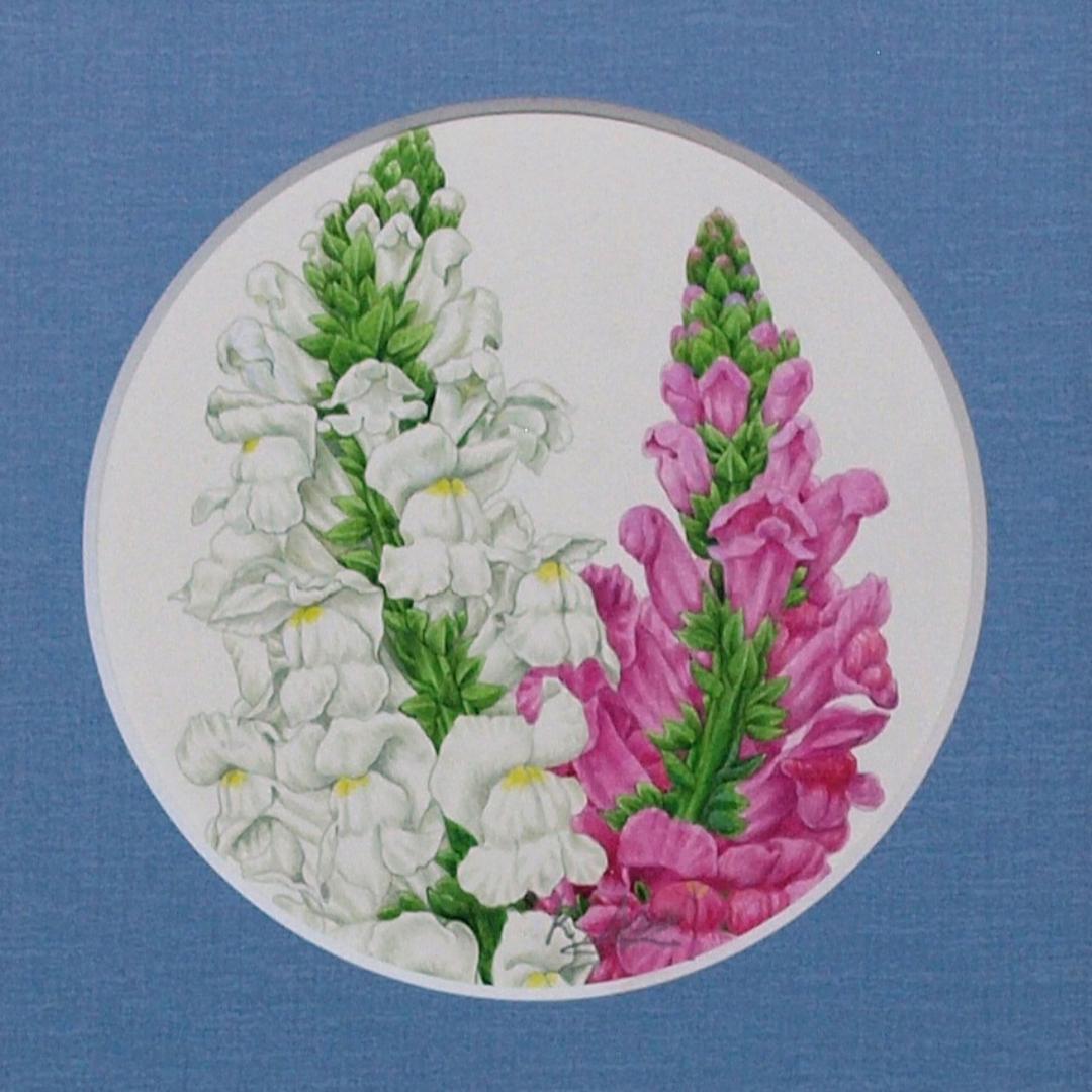 【絵画】ボタニカルアート　「キンギョソウ」原画