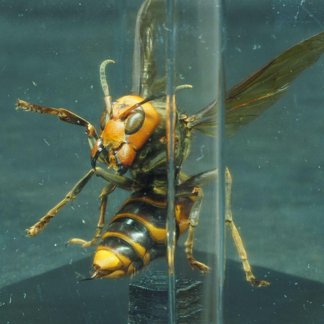 オオスズメバチ　女王蜂　立体標本2505