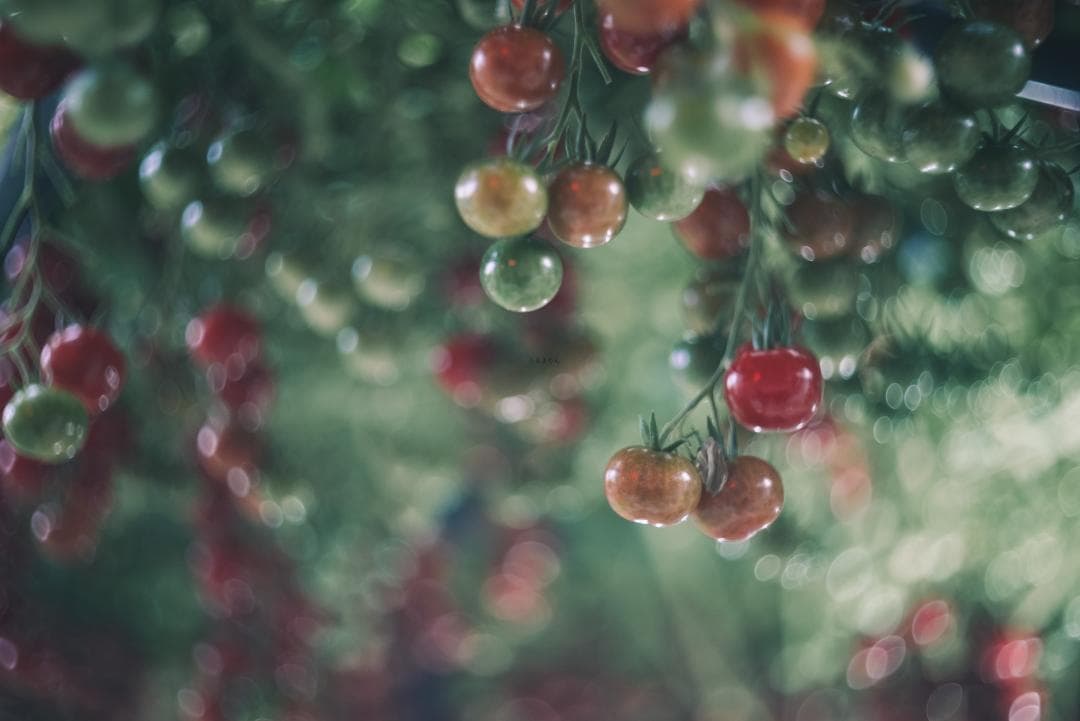 良品！山崎ズマール！Leica Bluecoted Summar 50mm F2