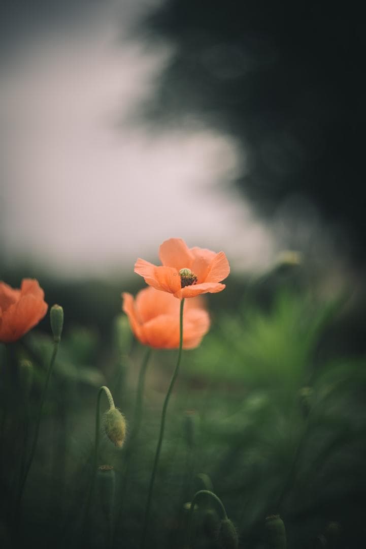 良品！山崎ズマール！Leica Bluecoted Summar 50mm F2