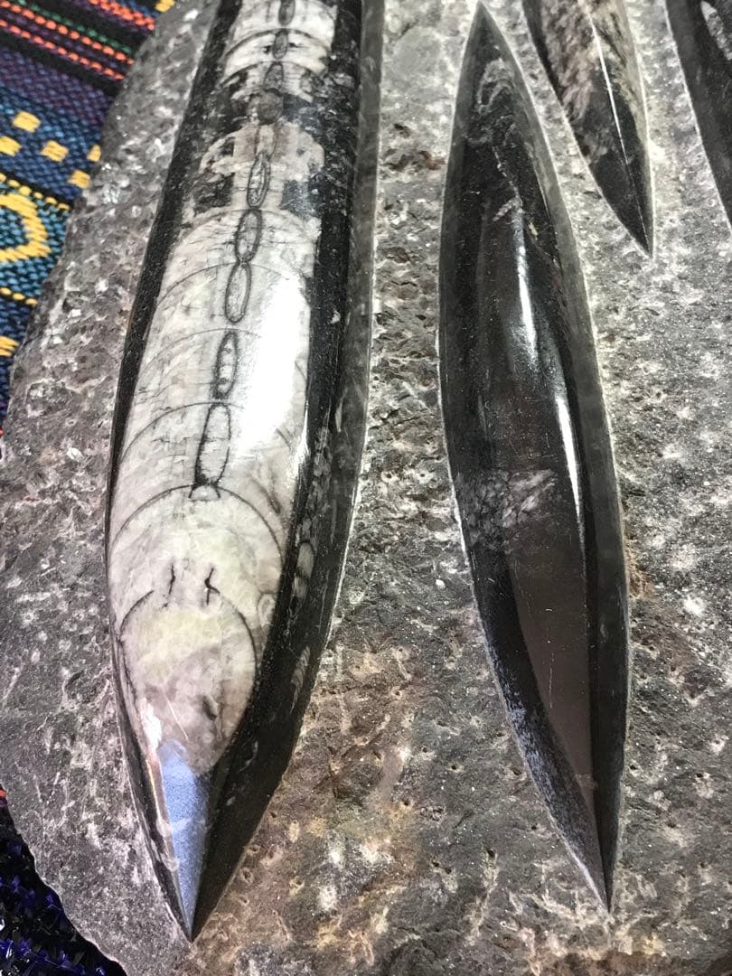 ◉モロッコ産【オルソセラス群/直角貝群】古生代デボン紀/化石[001