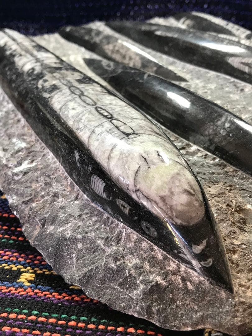 ◉モロッコ産【オルソセラス群/直角貝群】古生代デボン紀/化石[001