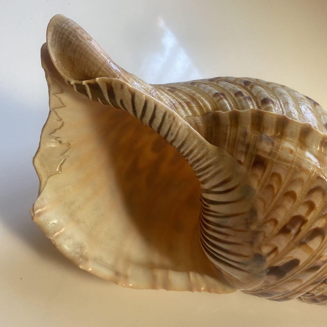 ホラ貝　法螺貝　天然　28cm