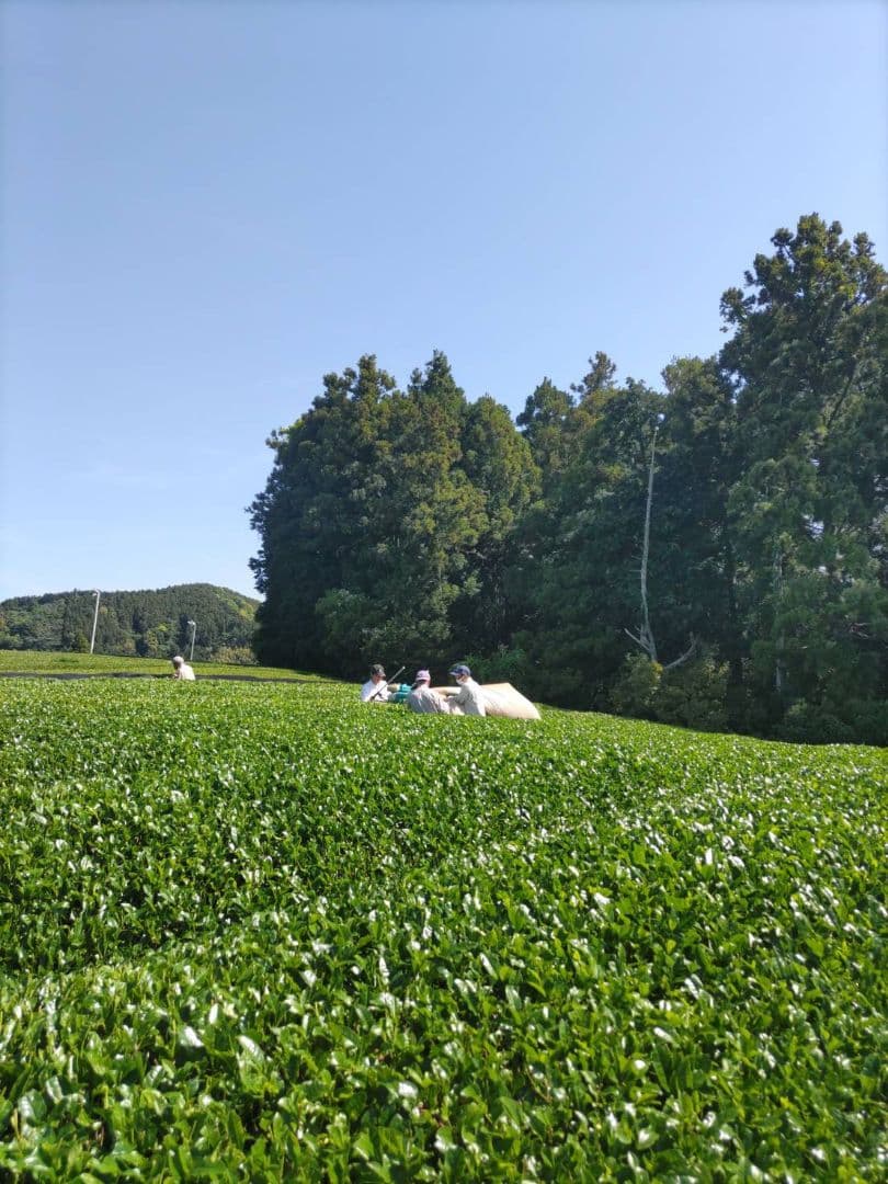 2025年 静岡県産 新茶 100g×30袋