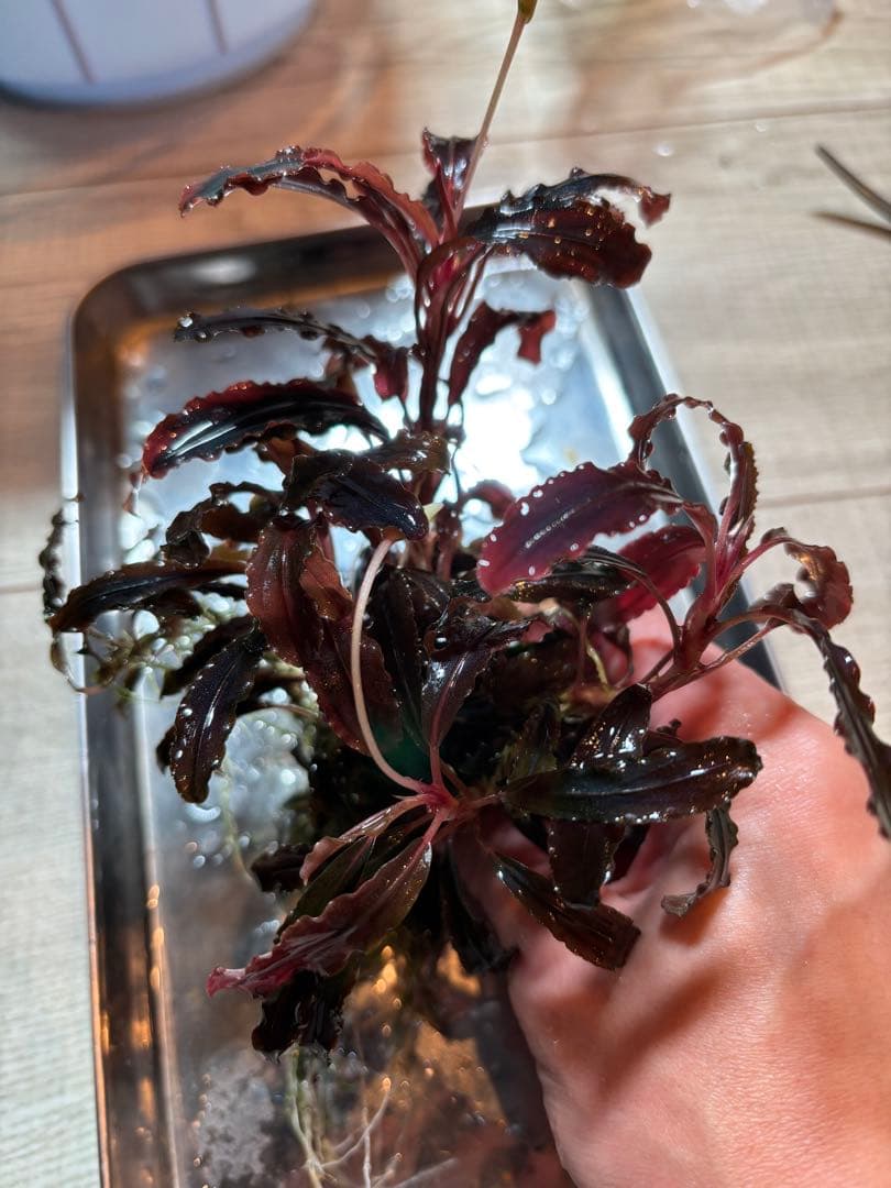 【極美ラメ、群生株】ブセファランドラ・クダガン